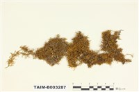 藏品(羽苔科 )的圖片